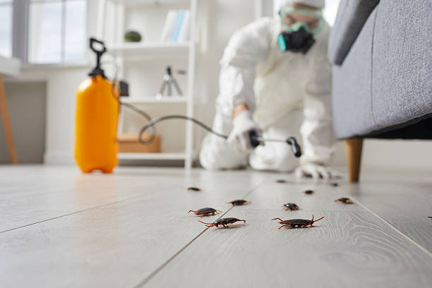 Post-Treatment Bed Bug Interceptor Monitoring in Benavides